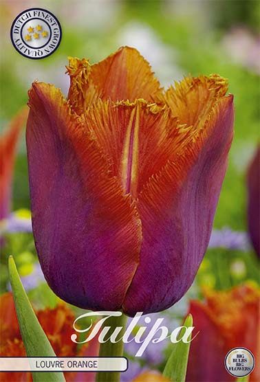 Roosanoranssi ripsureunainen tulppaani Louvre Orange, 7 sipulin pussi
