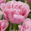 Vaaleanpunainen kerrottu tulppaani Mariage, 7 sipulin pussi