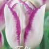 Valkoinen violettireunainen tulppaani Mata Hari, 7 sipulin pussi