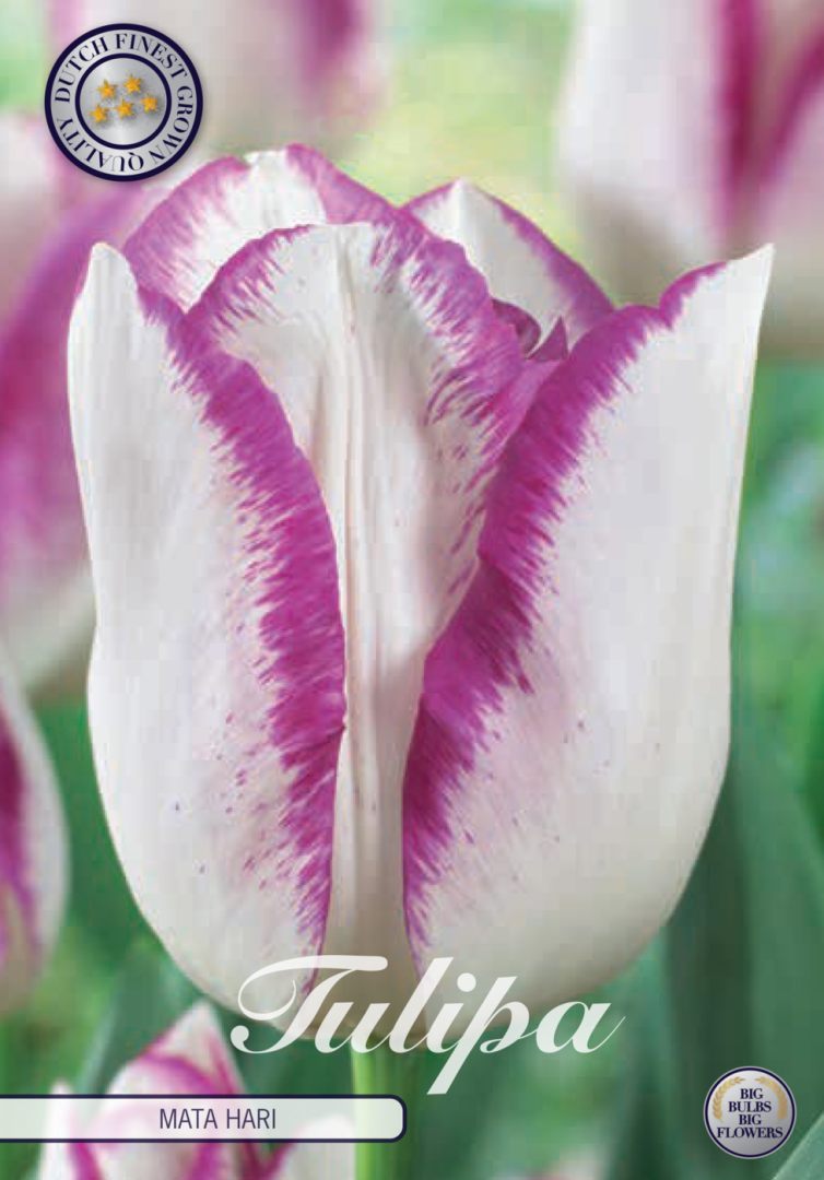 Valkoinen violettireunainen tulppaani Mata Hari, 7 sipulin pussi