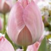 Vaaleanpunainen darwinhybriditulppaani Mystic van Eijk, 10 sipulin pussi
