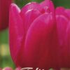 Vaaleanpunainen tulppaani Pink Ardour, 10 sipulin pussi
