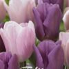 Liilan ja violetin sävyjen tulppaanisekoitus Promise, 10 sipulin pussi