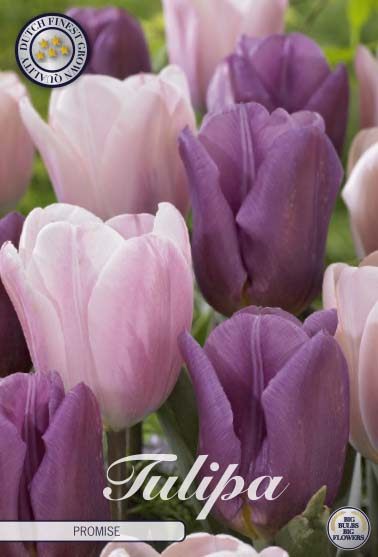 Liilan ja violetin sävyjen tulppaanisekoitus Promise, 10 sipulin pussi
