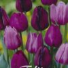 Violettien sävyjen tulppaanisekoitus Purple Heart, 10 sipulin pussi