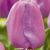 Liilanvioletti darwinhybriditulppaani Purple Pride, 7 sipulin pussi