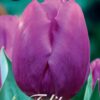 Violetti tulppaani Purple Prince, 10 sipulin pussi