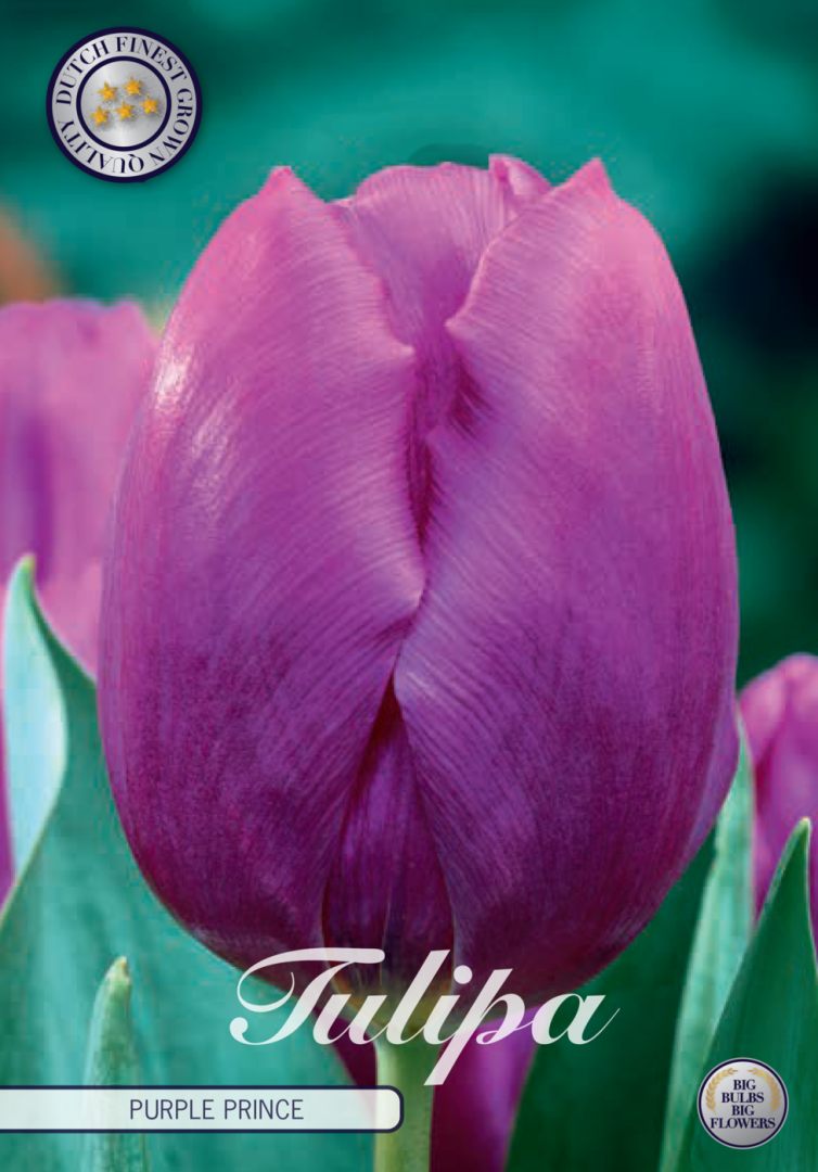 Violetti tulppaani Purple Prince, 10 sipulin pussi