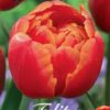 Oranssinkeltainen punaliekkinen kerrottu tulppaani Queensday, 7 sipulin pussi