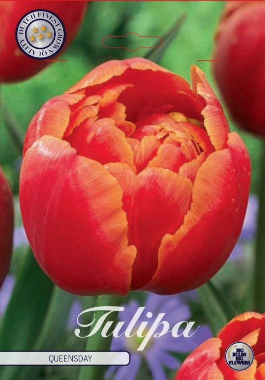 Oranssinkeltainen punaliekkinen kerrottu tulppaani Queensday, 7 sipulin pussi