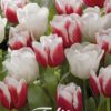 Valkoinen punareunainen tulppaani Red Snow, 10 sipulin pussi