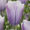 Vaalean laventelinvioletti tulppaani Silver Cloud, 5 sipulin pussi