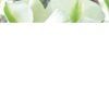 Valkovihreä tulppaani Spring Green, 7 sipulin pussi