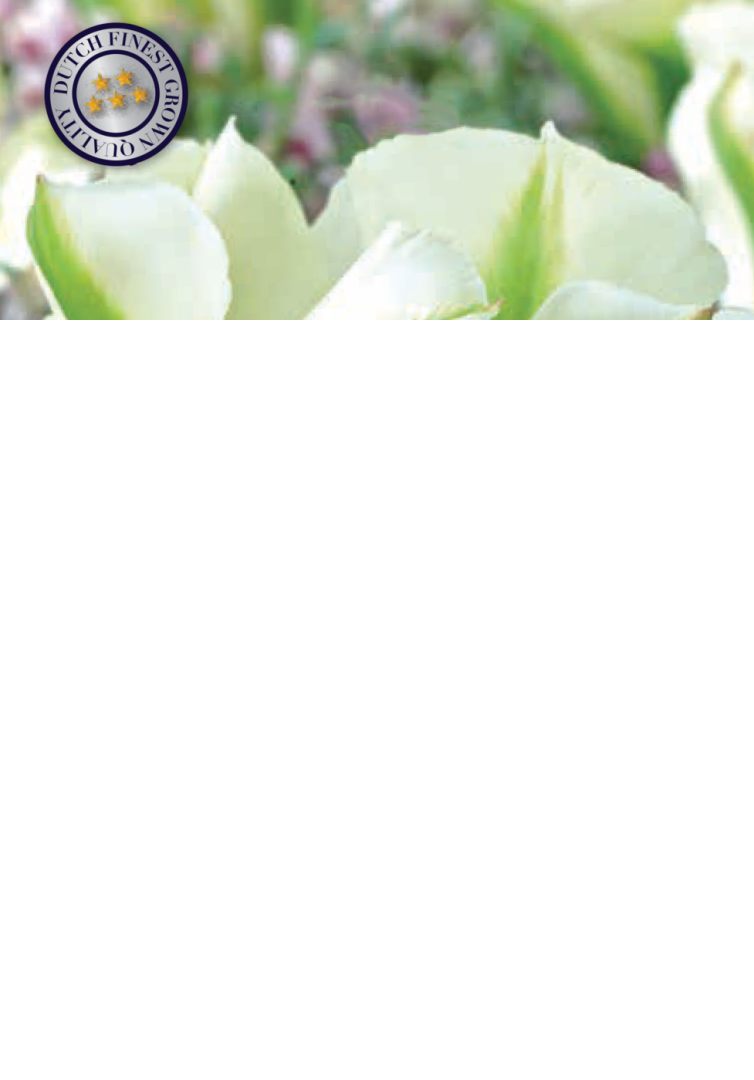 Valkovihreä tulppaani Spring Green, 7 sipulin pussi