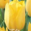 Keltainen tulppaani Strong Gold, 10 sipulin pussi