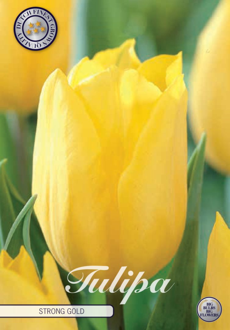 Keltainen tulppaani Strong Gold, 10 sipulin pussi