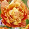 Oranssinpunainen kerrottu tulppaani Valdivia, 7 sipulin pussi