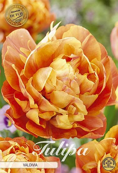 Oranssinpunainen kerrottu tulppaani Valdivia, 7 sipulin pussi