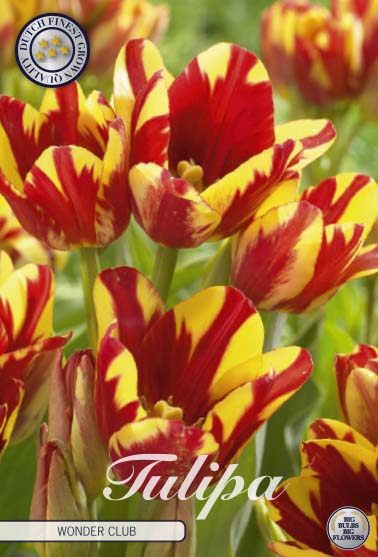 Punakeltainen monikukkainen tulppaani Wonder Club, 7 sipulin pussi
