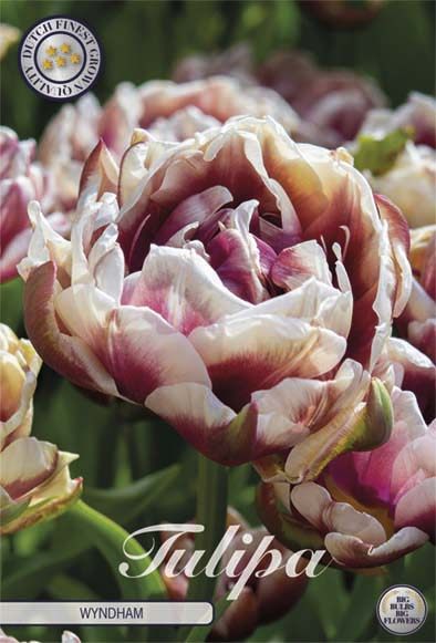 Vaaleanpunainen kerrottu tulppaani Wyndham, 7 sipulin pussi
