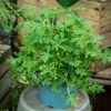 tuoksupelargoni ruukissa