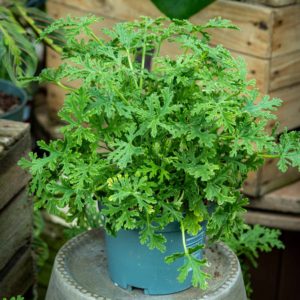 tuoksupelargoni ruukissa