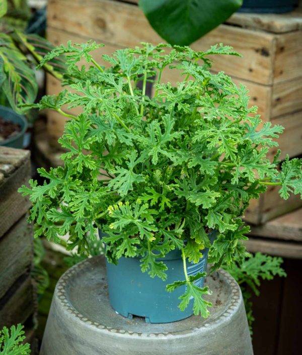 tuoksupelargoni ruukissa