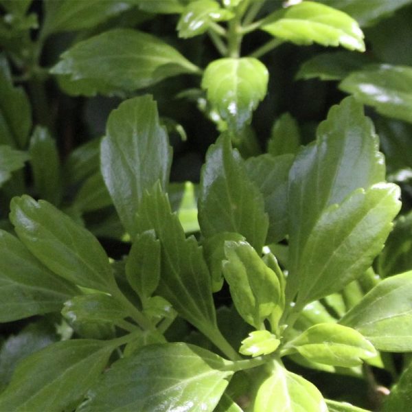 Varjoyrtti Green Sheen